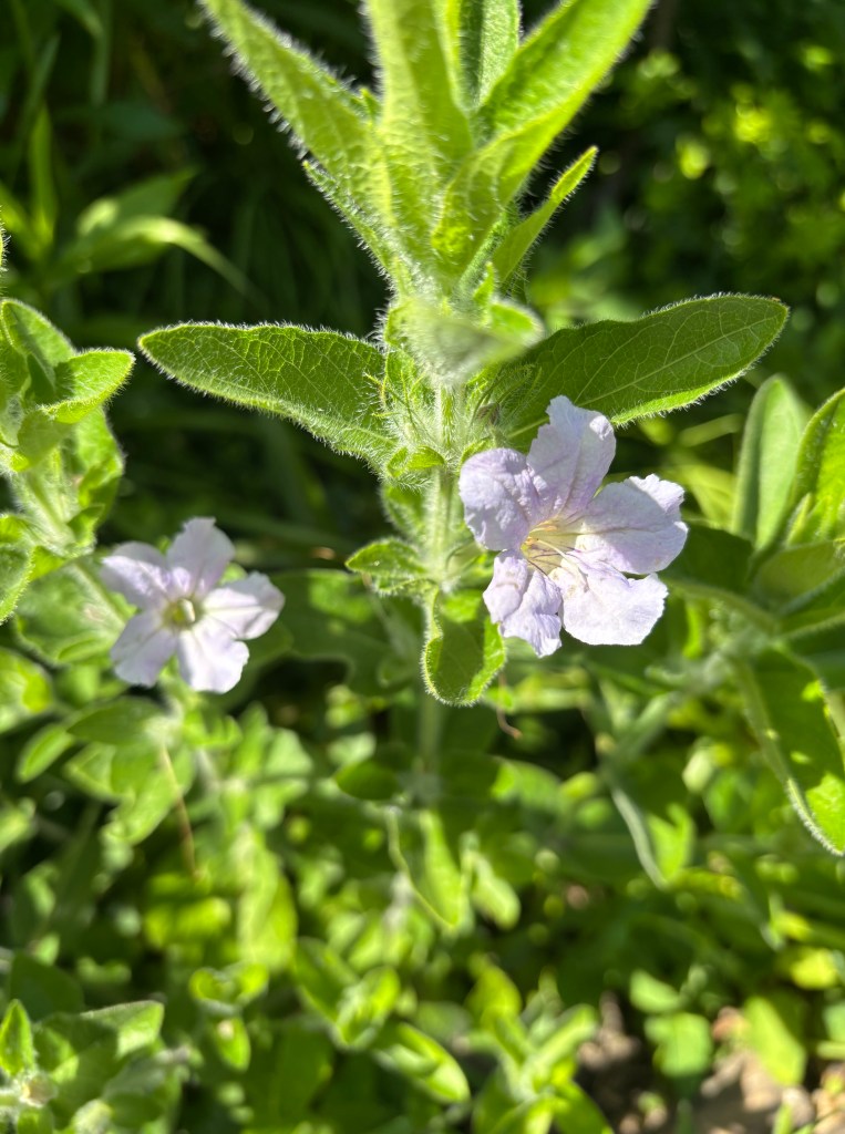 Close-up of delicate light purple flowers on a green plant with fuzzy leaves.