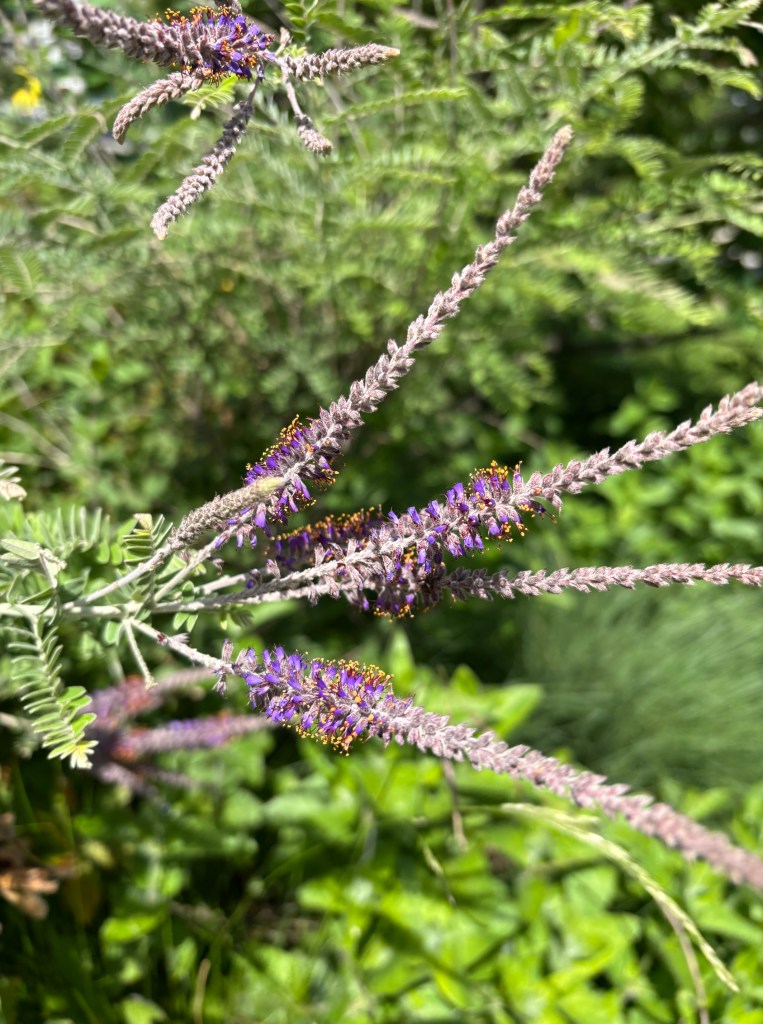 A close-up of flowering purple spikes surrounded by green foliage, showcasing intricate details of the blooms and stems.