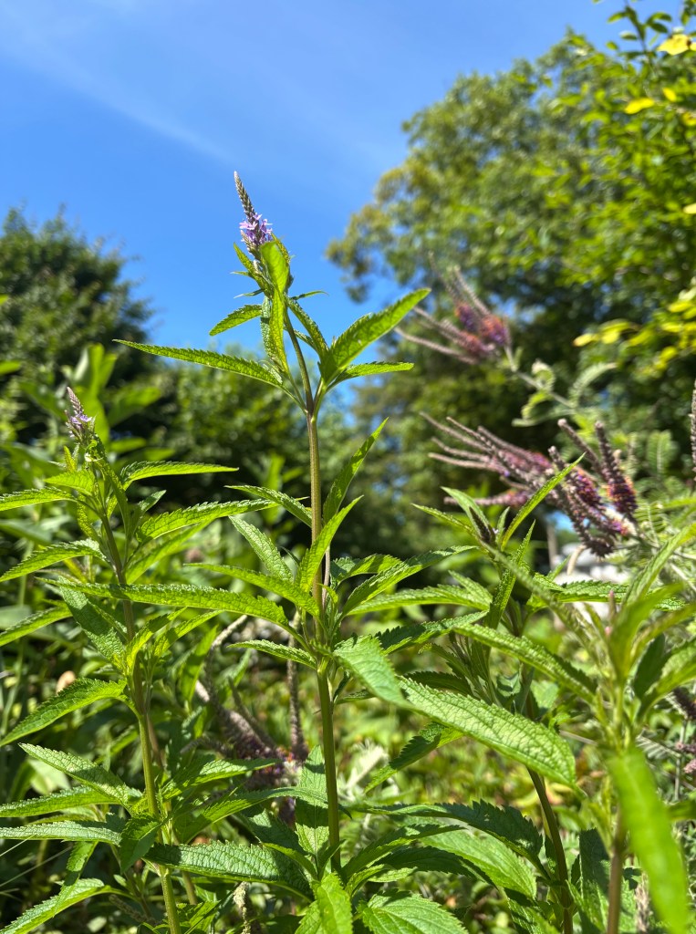 Close-up of a green plant with tall stems and small purple flowers against a blue sky.