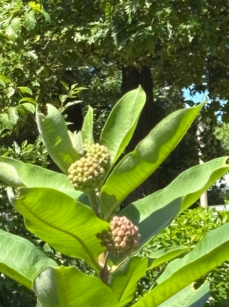 A close-up view of a plant with broad green leaves and two developing flower buds, one green and one brown, surrounded by lush greenery.