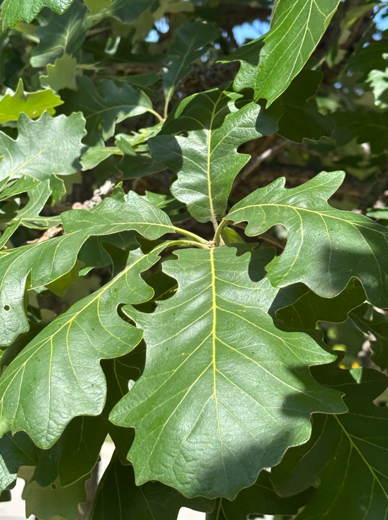 Close-up of vibrant green oak leaves with a glossy texture and distinct lobed edges.